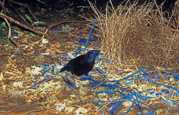 Satin Bowerbird Ptilonorhynchus violaceus Male at bower Lamington NP Australia S