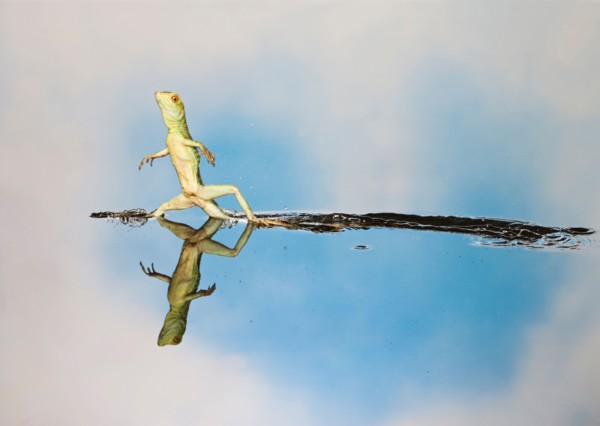 Green basilisk plumed basilisk crested basilisk Basiliscus plumifrons youngster running across water