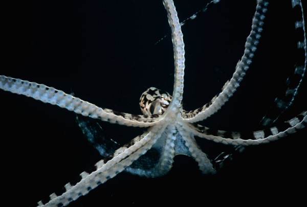 Mimic Octopus Thaumoctopus mimicus Lembeh Strait Celebes Sea Sulawesi Indonesia