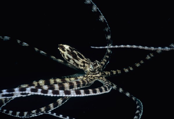 Mimic Octopus Thaumoctopus mimicus Lembeh Strait Celebes Sea Sulawesi Indonesia