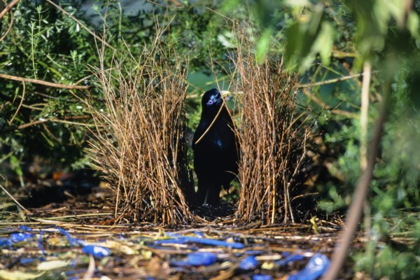 satin bowerbird (Ptilonorhynchus violaceus), male working on his bower, Australia, Victoria