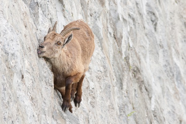 Alpine ibex on dam (Capra ibex), a female is licking mineral salts on a near-vertical wall.