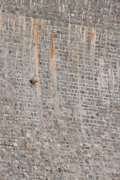 Alpine ibex on dam (Capra ibex),