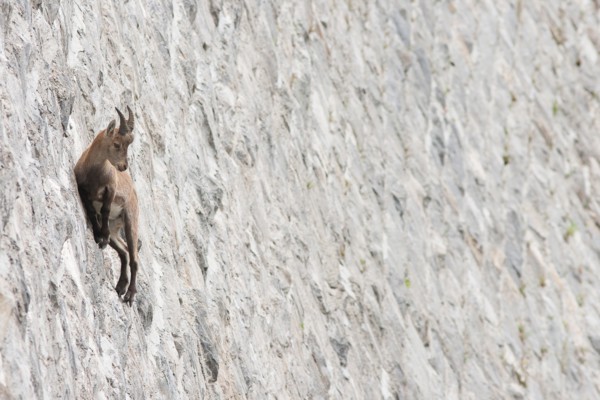 Alpine ibex on dam (Capra ibex), juvenile male