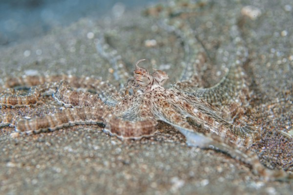 Mimic Octopus (Thaumoctopus mimicus) in the Lembeh Strait