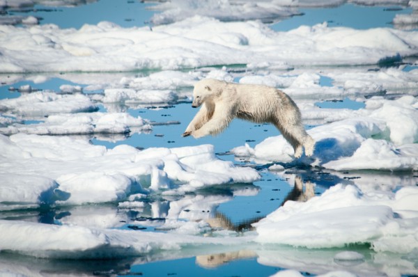 Polar Bear, Ursus maritimus, leaping over melting ice in the Olgastretet Pack Ice, Svalbard Archipelago, Norway