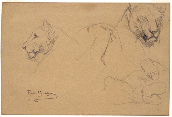 Rosa Bonheur, French, 1822–1899, Studies of a Lioness, 1832–1899, Pencil on white wove paper, Overall: 6 9/16 x 9 3/4 in. (16.6 x 24.7 cm