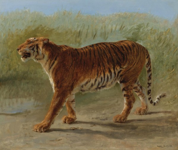 Royal tiger marching