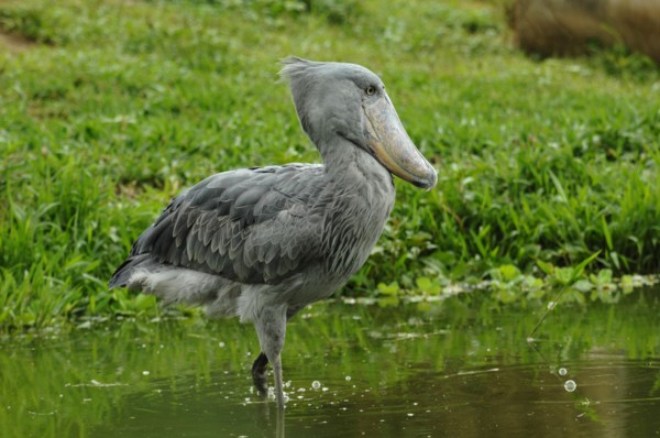 Schuhschnabel auf Nahrungssuche, (Balaeniceps rex)