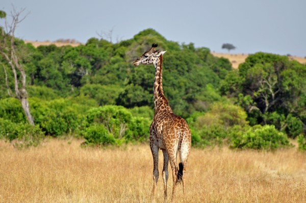 Young Masai Giraffe (Giraffa camelopardalis tippelskirchi) in the African Savanna. Masai Mara Game Reserve, Kenya