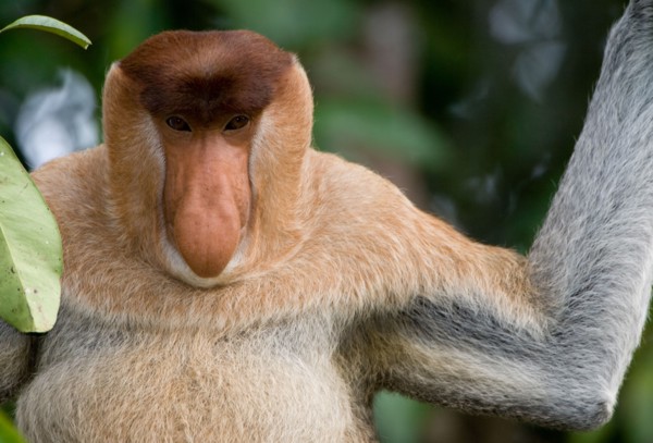 Proboscis monkey (Nasalis larvatus) overlooking Sekonyer river in Tanjung Puting National Park, Borneo, Kalimantan, Indonesia