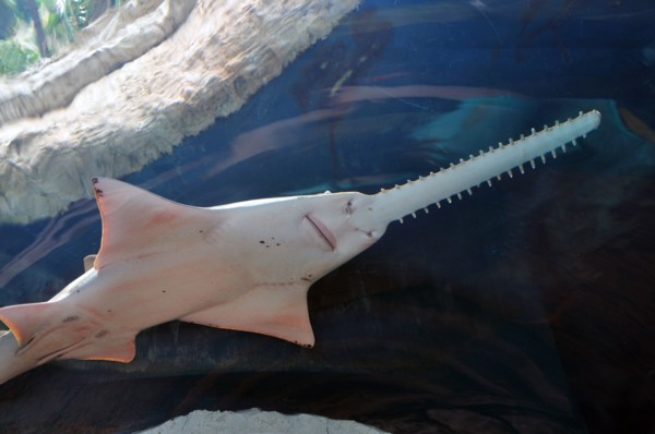 Sawfish in Aquarium