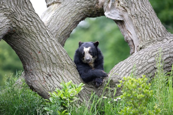 Spectacled bear resting on a tree