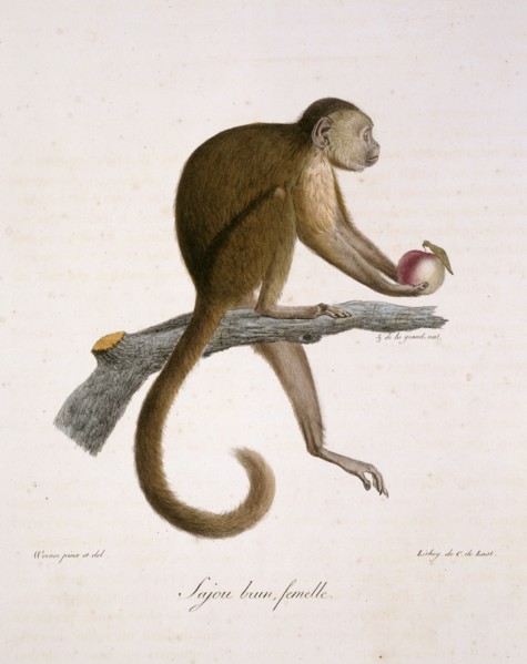 Le Sajou Brun, Femelle