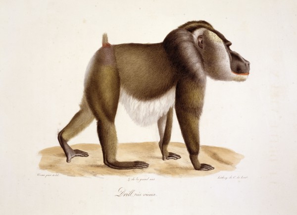 Mandrillus leucophaeus, drill