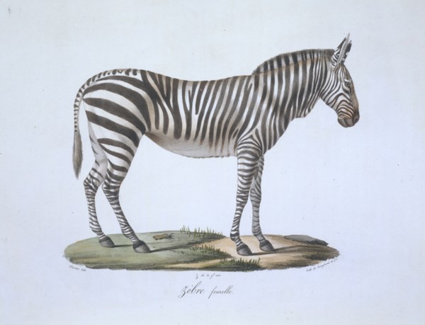 Equus sp., zebra