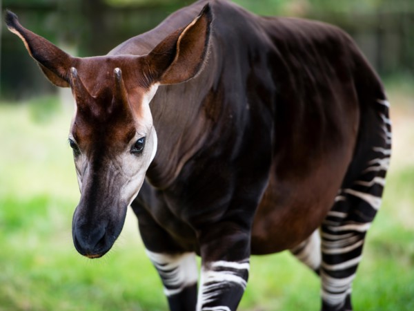 The okapi (Okapia johnstoni), known as the forest giraffe or zebra giraffe, is a close relative to the giraffe.