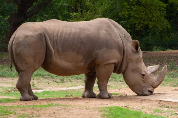 Two-horned rhinoceros (Dicerorhinus sumatrensis)