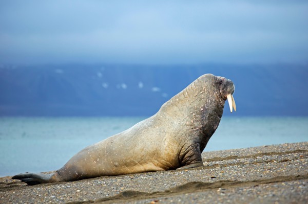 Male walrus (Odobenus rosmarus) hauling out on beach, Svalbard / Spitsbergen, Norway