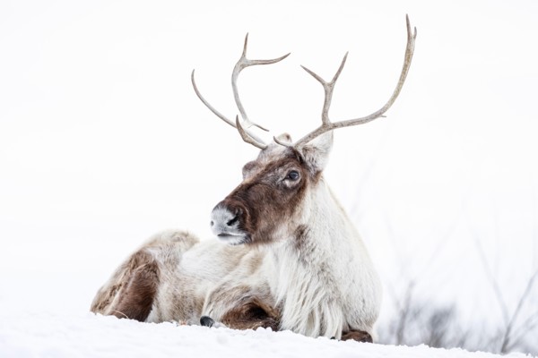 Reindeer, also known as the Boreal Woodland Caribou in North America, Rangifer tarandus, Manitoba, Canada.