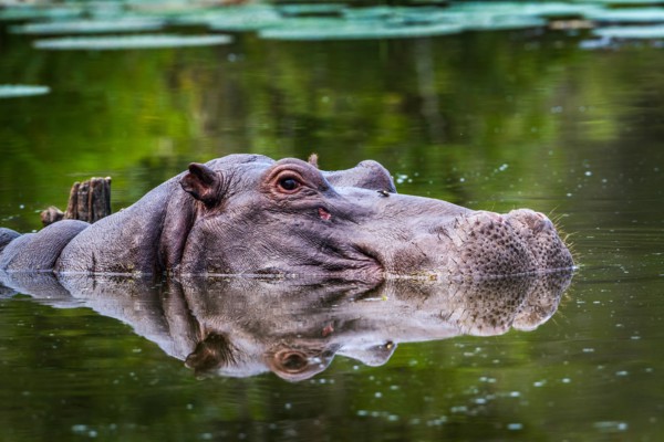 Hippopotamusin Kruger national park, South Africa ; Specie Hippopotamus amphibius family of Hippopotamidae