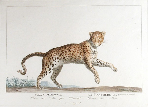 . English: 'Felis Pardus / La Parthère (Mâle)'. Plate by Simon Charles Miger after Nicolas Maréchal (1753-1803) from 'La Ménagerie du Muséum national d'histoire baturelle' by Bernard-Germain-Étienne d...