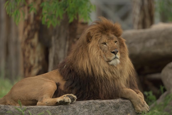 Barbary lion with beautiful mane