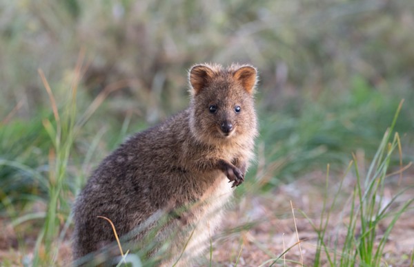 Quokka (Setonix brachyurus) in the wild, Rottnest Island, Western Australia