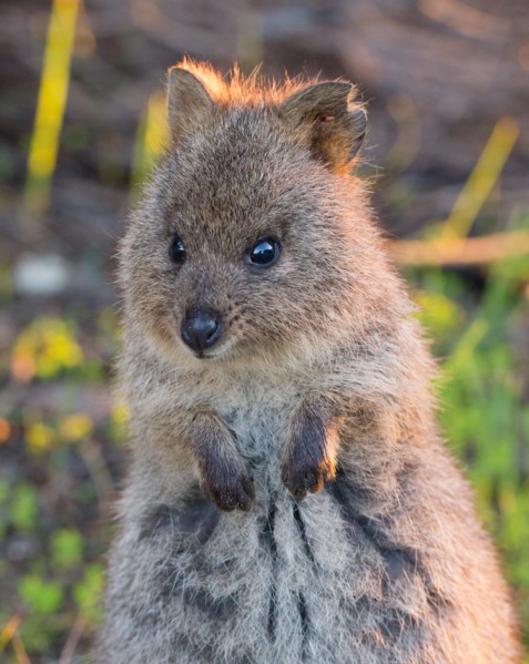 Quokka (Setonix brachyurus) in the wild, Rottnest Island, Western Australia