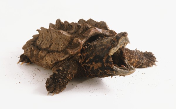 Alligator Snapping Turtle (Macrochelys temminckii), jaws wide open.