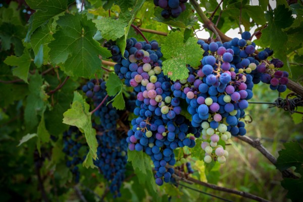 Grapes on the vine