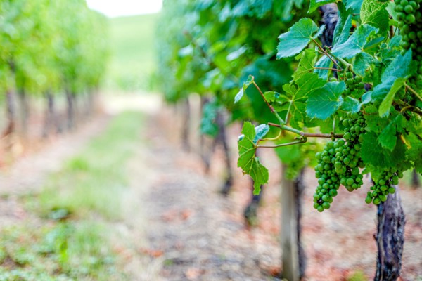 White wine grapes on vine yard in alsace, france
