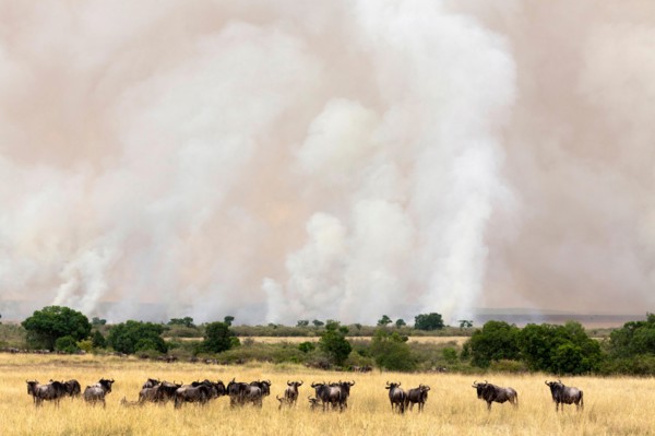 blue wildebeest, brindled gnu, white-bearded wildebeest (Connochaetes taurinus), herd in front of a fire in savannah, Kenya, Masai Mara National Park