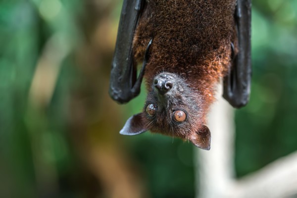 Closeup photo of fruit bat