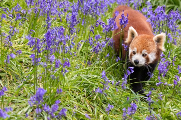 Red panda