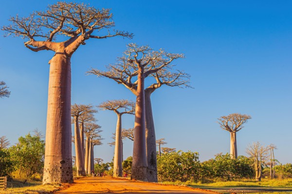 Beautiful Baobab trees at sunset at the avenue of the baobabs in Madagascar