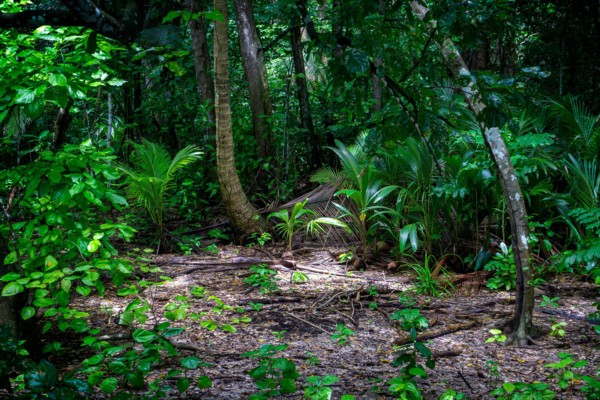 Rainforest vegetation on Conflict Islands, Papua New Guinea