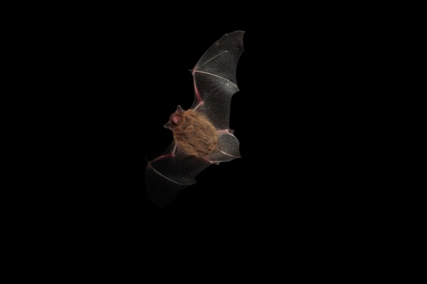 Pipistrelle Bat in flight.
