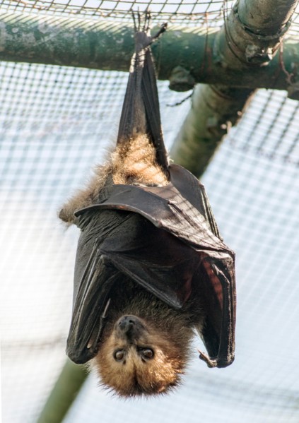 Bat roosting on the islet of Ile Aux Aigrettes in Mauritius.