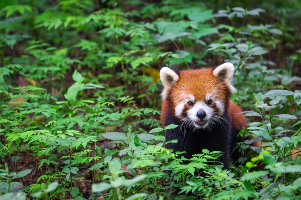 Portrait of a Red Panda , Ailurus fulgens , fire fox surrounded by plants