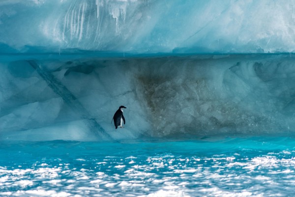 Penguin in Antarctica