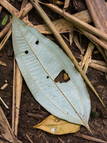 Vegetal leaf looking like a happy face - pareidolia