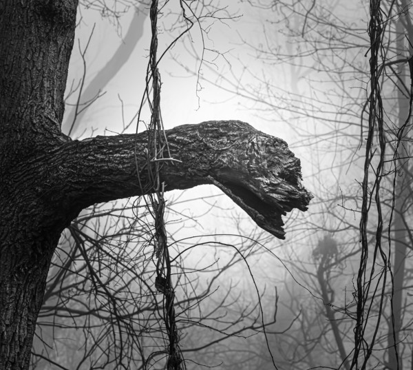 Black and white tree branch that looks like a serpent or dragon, pareidolia, in a foggy forest in winter or spring, Lancaster, Pennsylvania