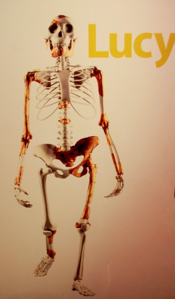 Ethiopia, Addis Ababa, the National Museum, Lucy is a collection of several hundred pieces of fossilized bone representing 40 percent of a female of t