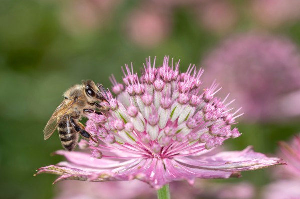 Bee - Apis mellifera - pollinates a blossom of the great masterwort - Astrantia major