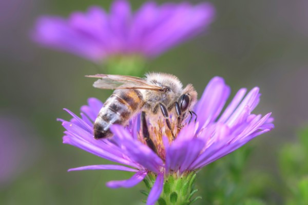 Bee - Apis mellifera - pollinates a blossom of the rice button aster or bushy aster - Aster dumosus