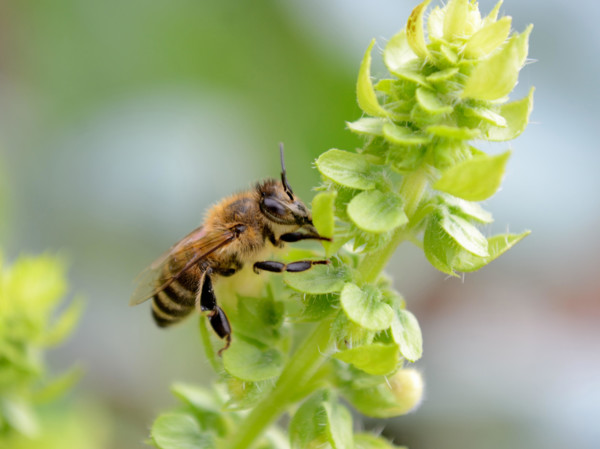 Close up of honey-bee on a green basil, Ocimum basilicum