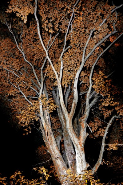 Mysterious tree branch patterns at night with fall foliage - Brevard, North Carolina, USA