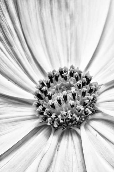 A black and white close up of part of the centre of a Cosmos flower showing the floral structures