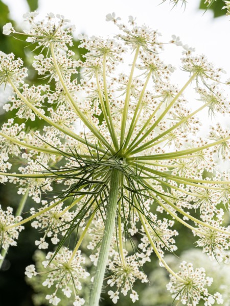 A close up of the underside of a wild carrot flower against the light showing the delicate lace like pattern of the florets